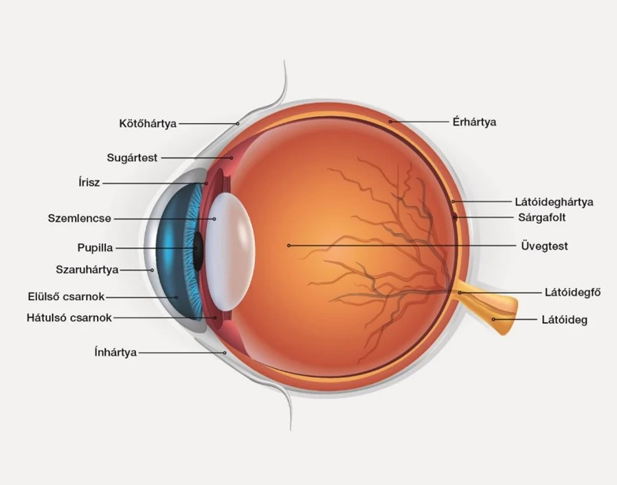 A szem felépítése